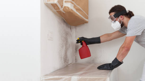 Professional Black Mold Removal technician working in Troutdale, OR